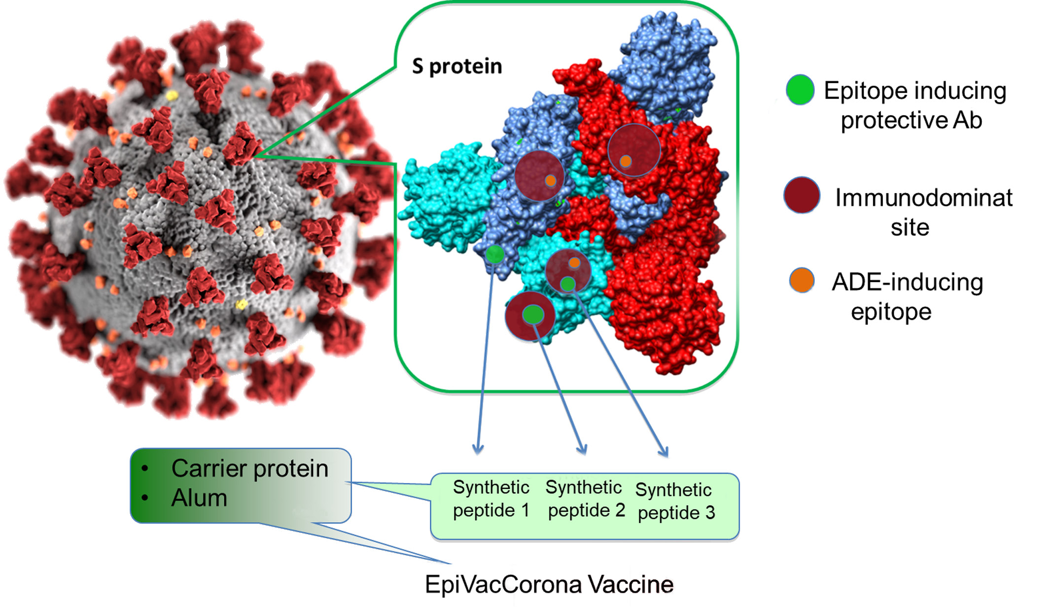 Immunogenicity and protectivity of the peptide vaccine against 