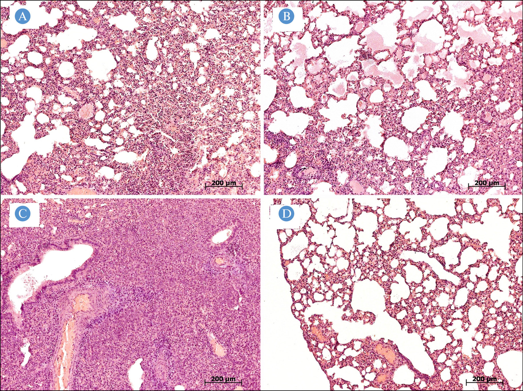 Immunogenicity and protectivity of the peptide vaccine against 